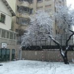 arbre nevat